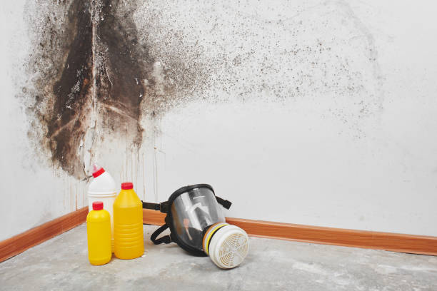 Best Home Mold Removal  in Buena Vista, VA