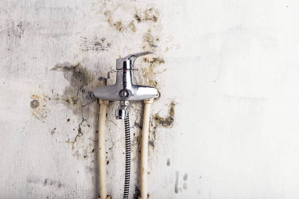 Best Mold Cleaning Services  in Buena Vista, VA