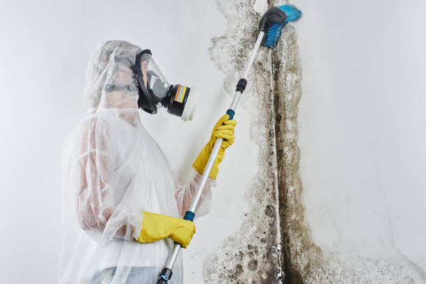 Best Toxic Mold Removal  in Buena Vista, VA