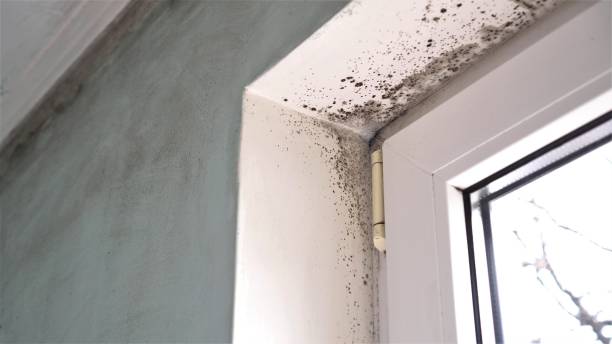 Mold Removal Process in Buena Vista, VA