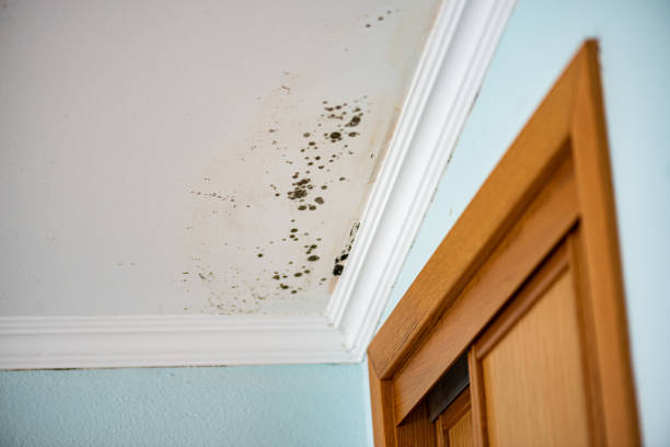 Best Mold Removal Company Near Me  in Buena Vista, VA