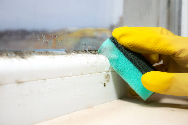 Best Mold Removal Near Me  in Buena Vista, VA