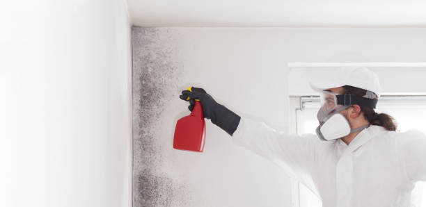 Best Best Mold Removal Companies  in Buena Vista, VA
