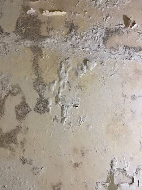 Best Affordable Mold Removal  in Buena Vista, VA