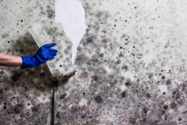 Best Crawl Space Mold Removal  in Buena Vista, VA