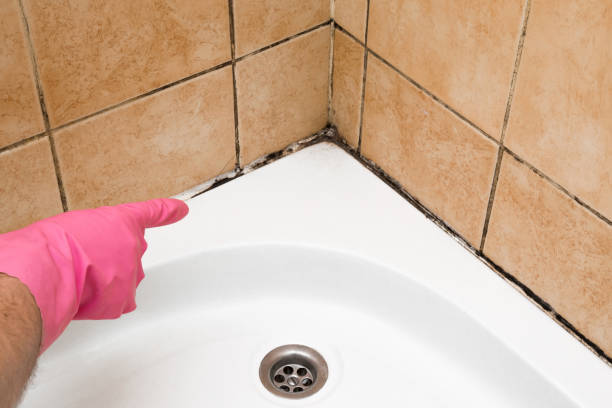Best Local Mold Removal Service  in Buena Vista, VA